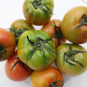 단짠단짠 꿀맛~ 대저 짭짤이 토마토 (1kg)